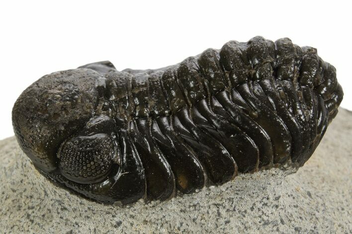 Detailed Austerops Trilobite - Ofaten, Morocco #340909